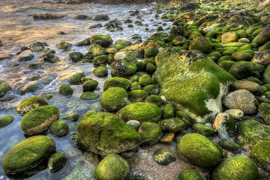 Algas en las rocas