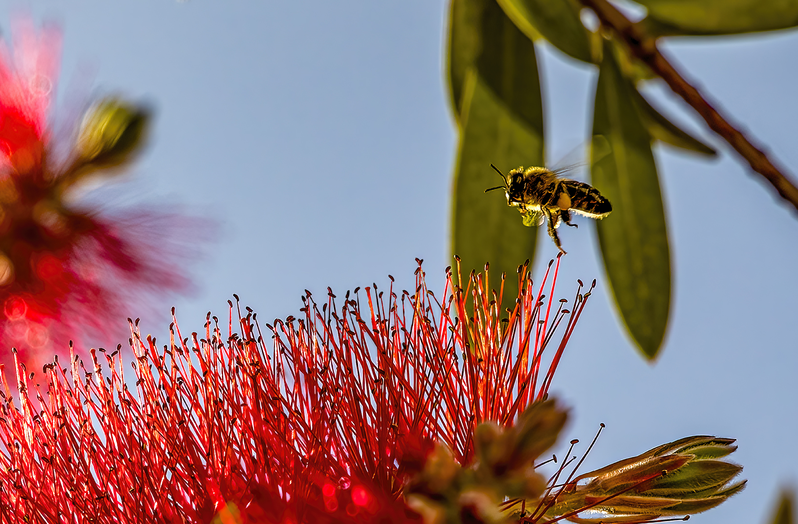Callistemon y Mellifera
