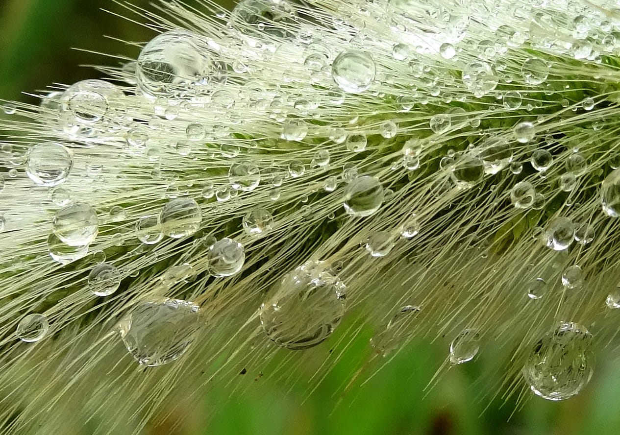 Racimo de perlas de lluvia
