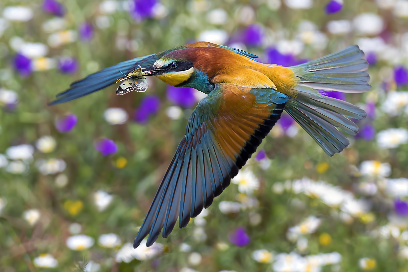 Abejaruco &quot;cazando&quot; al vuelo en primavera