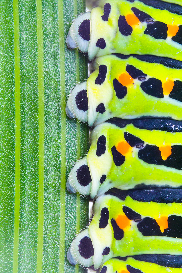 Papilio machaon sobre hinojo