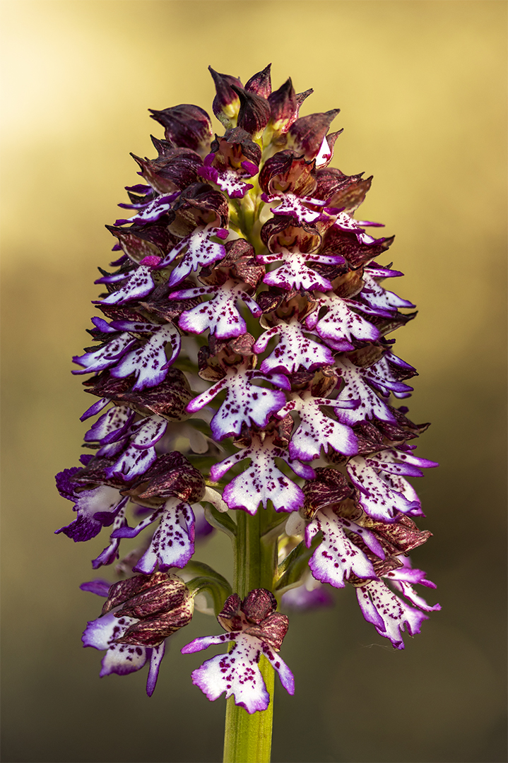 Orchis purpurea - Orquídea de la Dama.