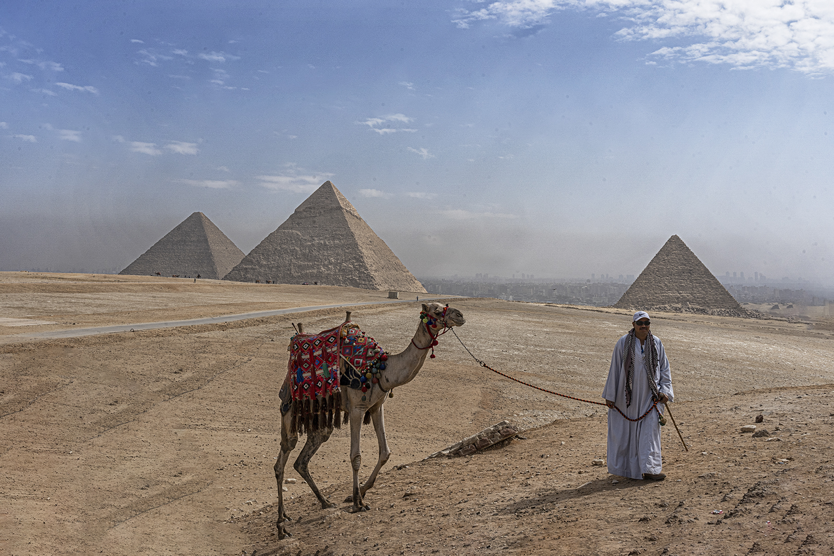 Camello en las Piramides