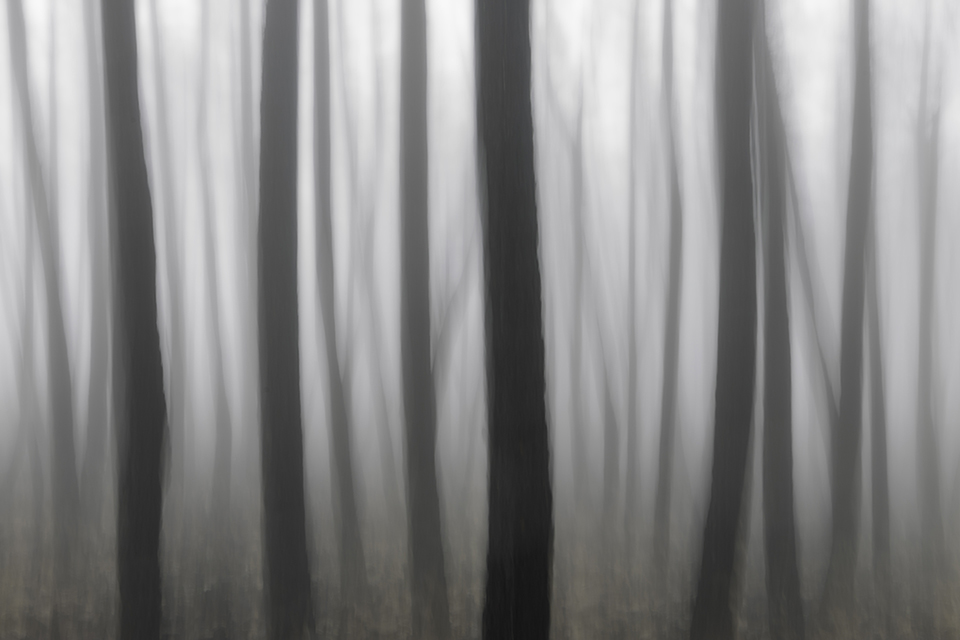 El bosque y la niebla