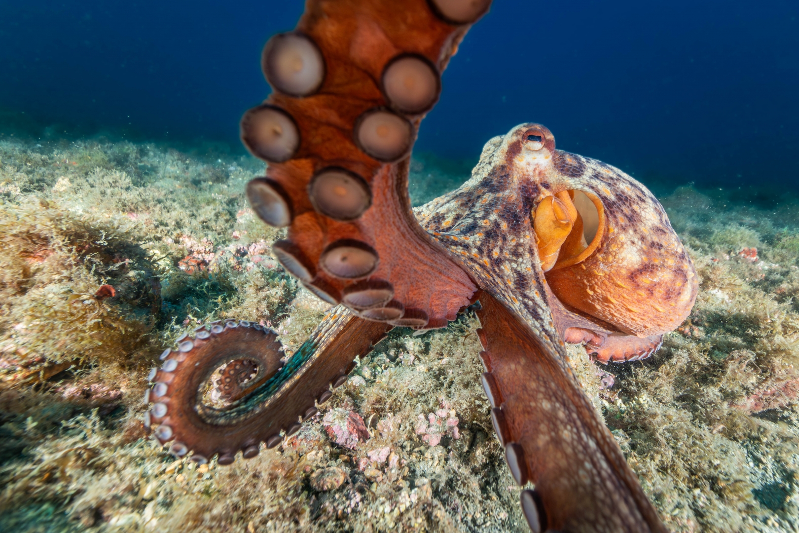 Octopus | Federación Andaluza de Fotografía