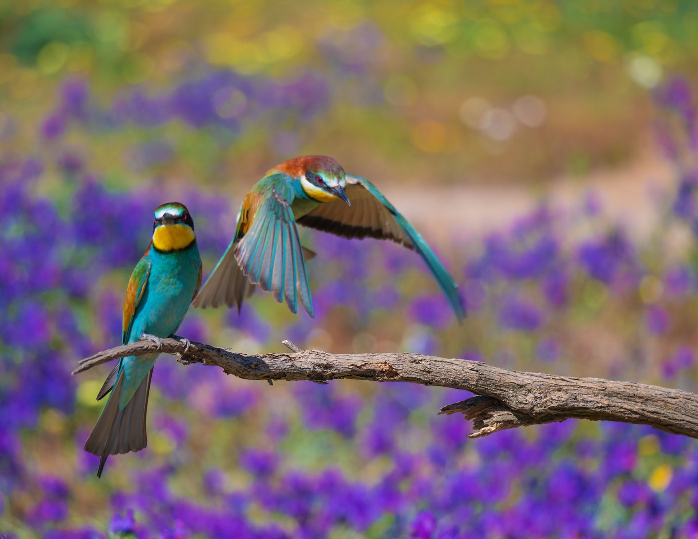 Los colores de la primavera | Federación Andaluza de Fotografía