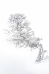 Pinsapo en la nevada 
