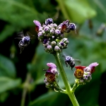 Dulce néctar (&#039;Scrophularia auriculata&#039;)