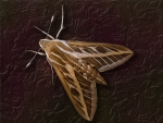Insecto
