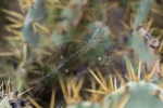 ARAÑA EN CHUMBERA