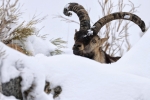 ENTRE LA NIEVE