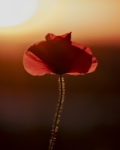radiografía de una amapola