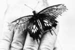 Flight of the butterflies