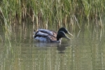 LOS HERMANOS PATOS