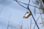 AL VUELO