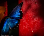 Mariposa Azul