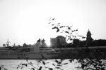 Fly