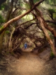 Bosque encantado