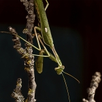 MIRADAS