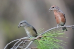 Pareja piquituertos