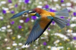 Abejaruco &quot;cazando&quot; al vuelo en primavera
