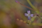 La flor purpura