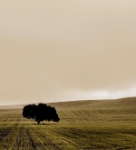 Deforestacion