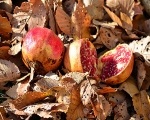 Tonos de otoño