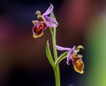 Orquidea abeja