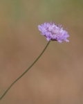 Primavera