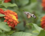 Mariposa o colibri?