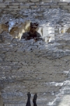 REFLEJO