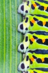 Papilio machaon sobre hinojo