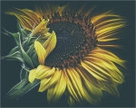 El girasol tímido