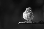 Tomando el sol - Blanco y Negro