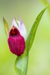Serapia Cordigera