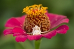 Araña Cangrejo