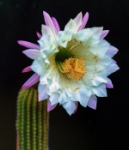 flor del cactus