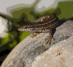 MIRADAS