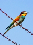 Colorido