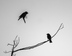 Al vuelo