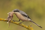 Alcaudón con su presa
