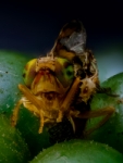 Alien Terrestre