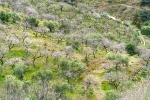 Almendros en Flor
