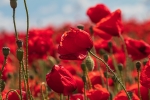 Amapolas