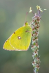 Amarilla