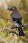 Arrendajo