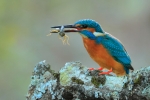Atrapada