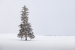 Bajo la nieve