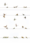 BIRD´S SYMPHONY